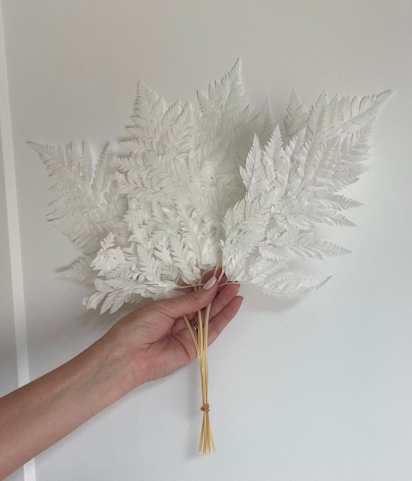 Leather Fern White Preserved