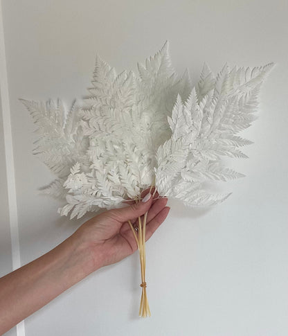 Leather Fern White Preserved