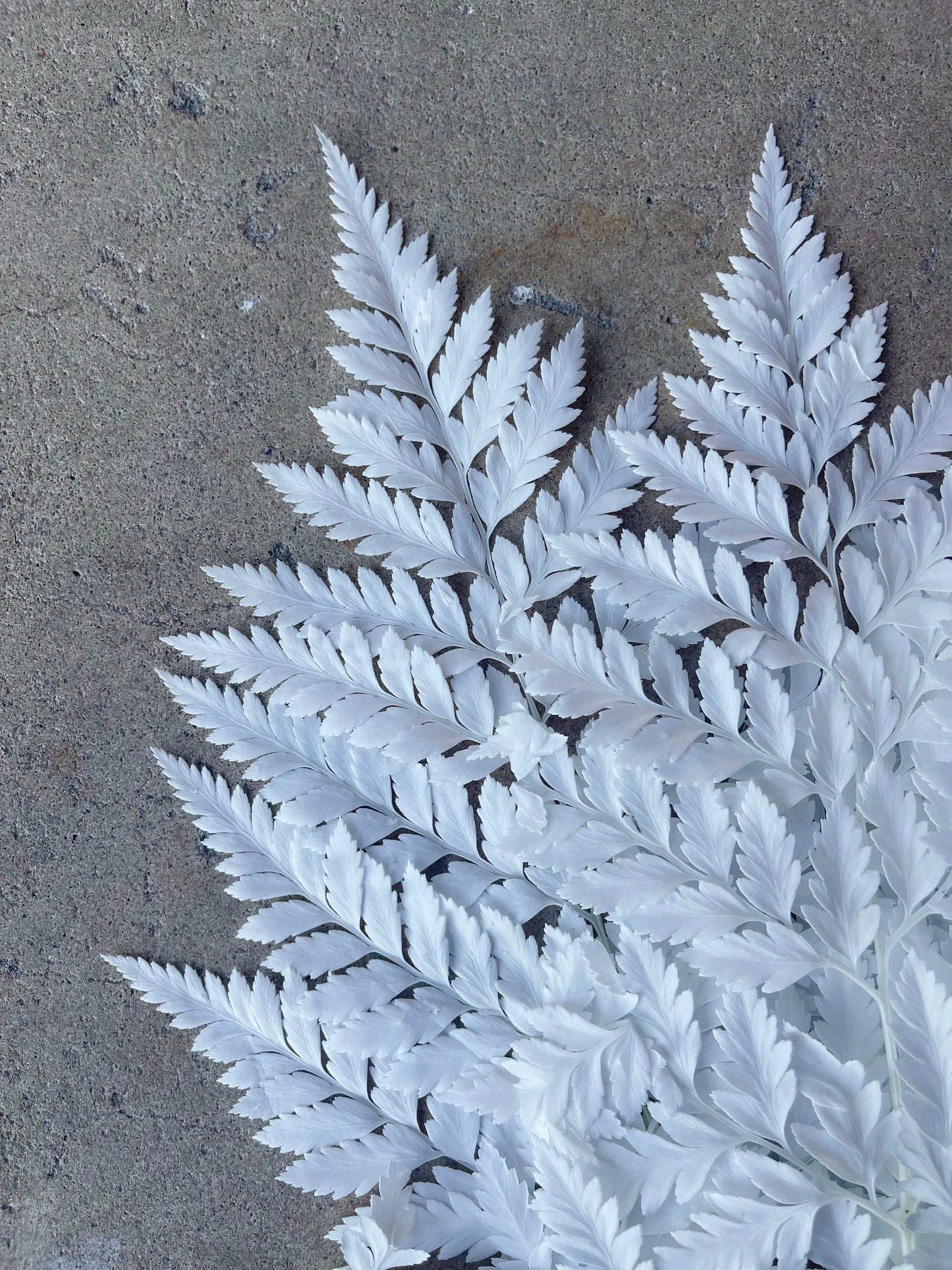 Leather Fern White Preserved