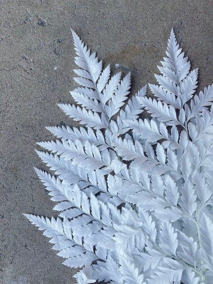 Leather Fern White Preserved