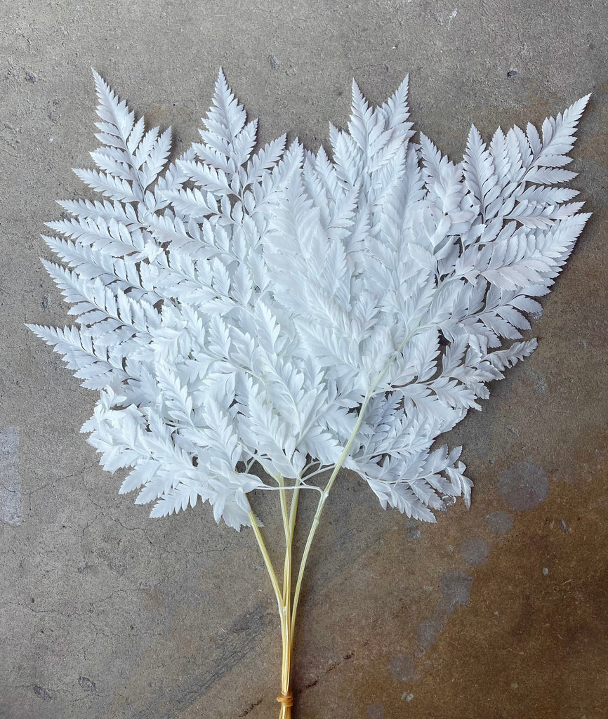 Leather Fern White Preserved