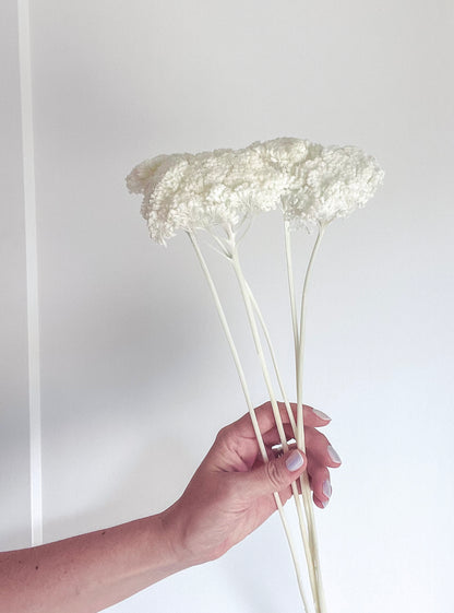 White/Ivofry Achillea Preserved