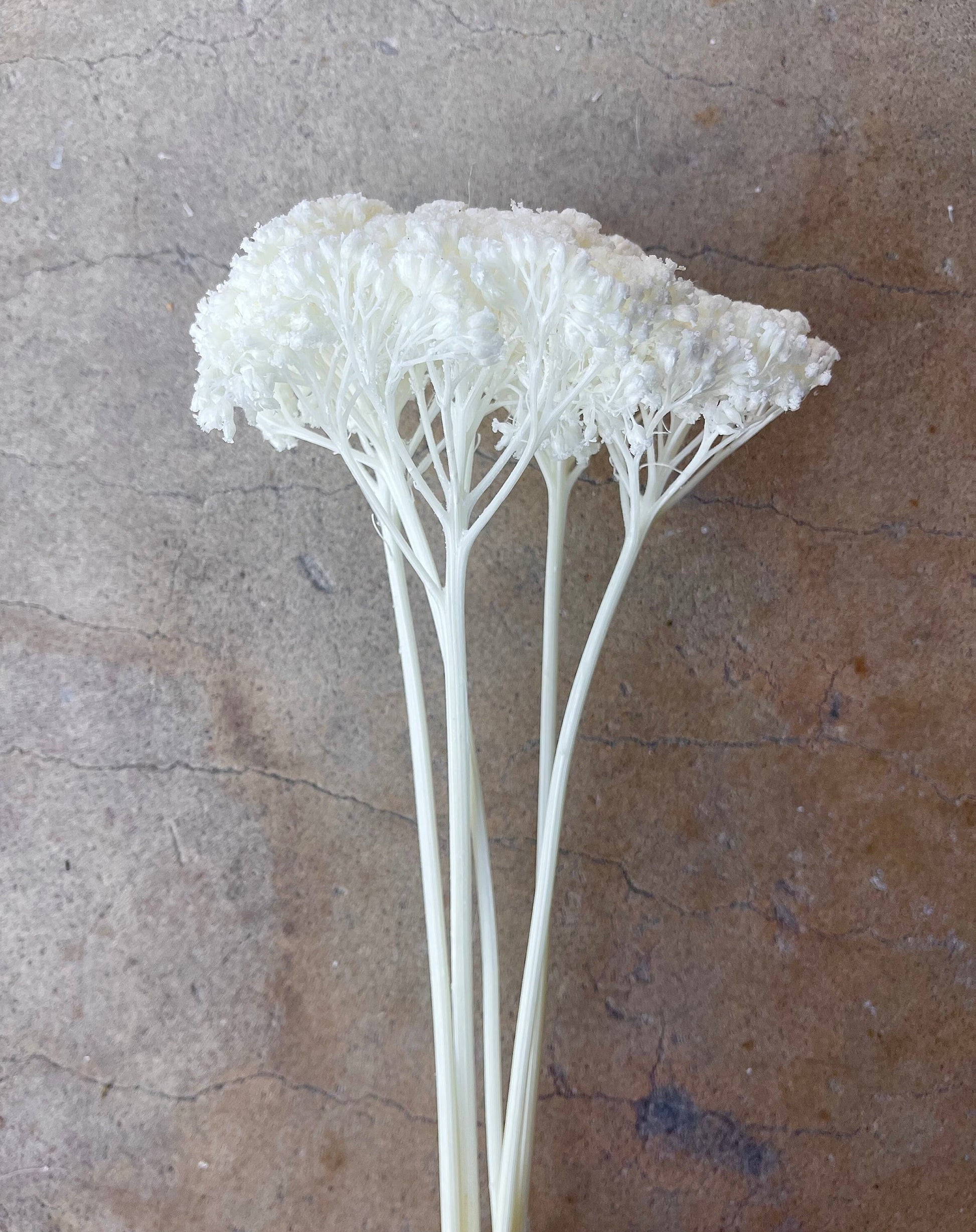 White Achillea Preserved