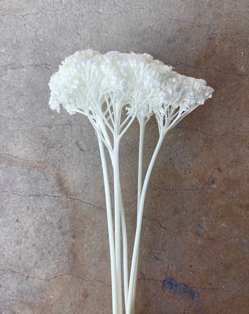 White/Ivofry Achillea Preserved