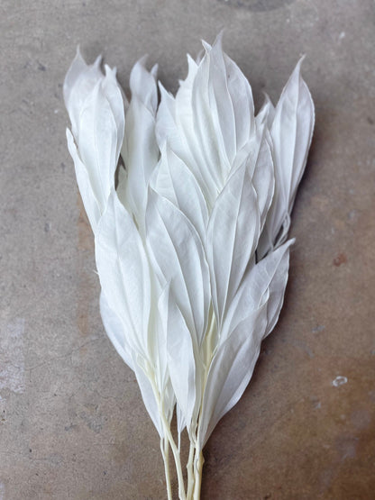 White/Ivory Coccolus Preserved
