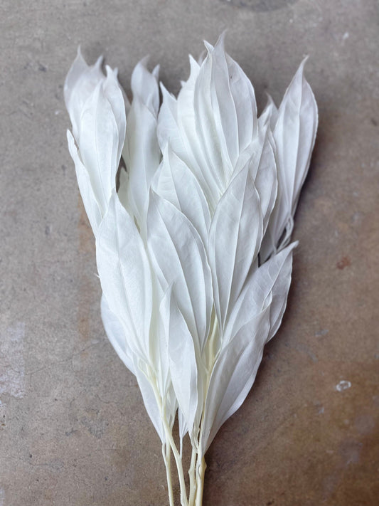 White/Ivory Coccolus Preserved