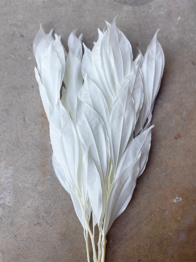 White/Ivory Coccolus Preserved