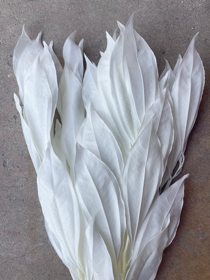 White/Ivory Coccolus Preserved