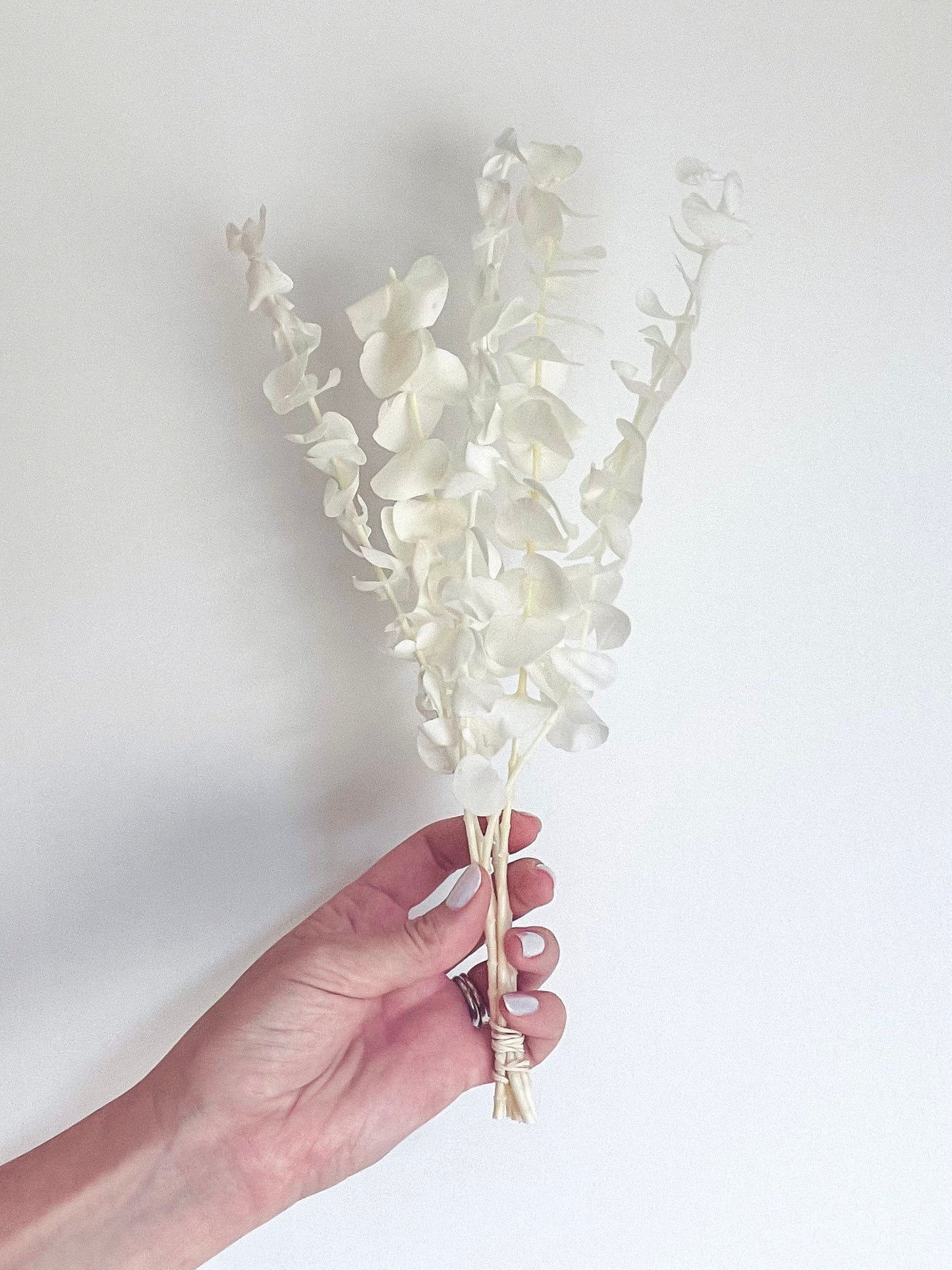 Eucalyptus White/Ivory Preserved