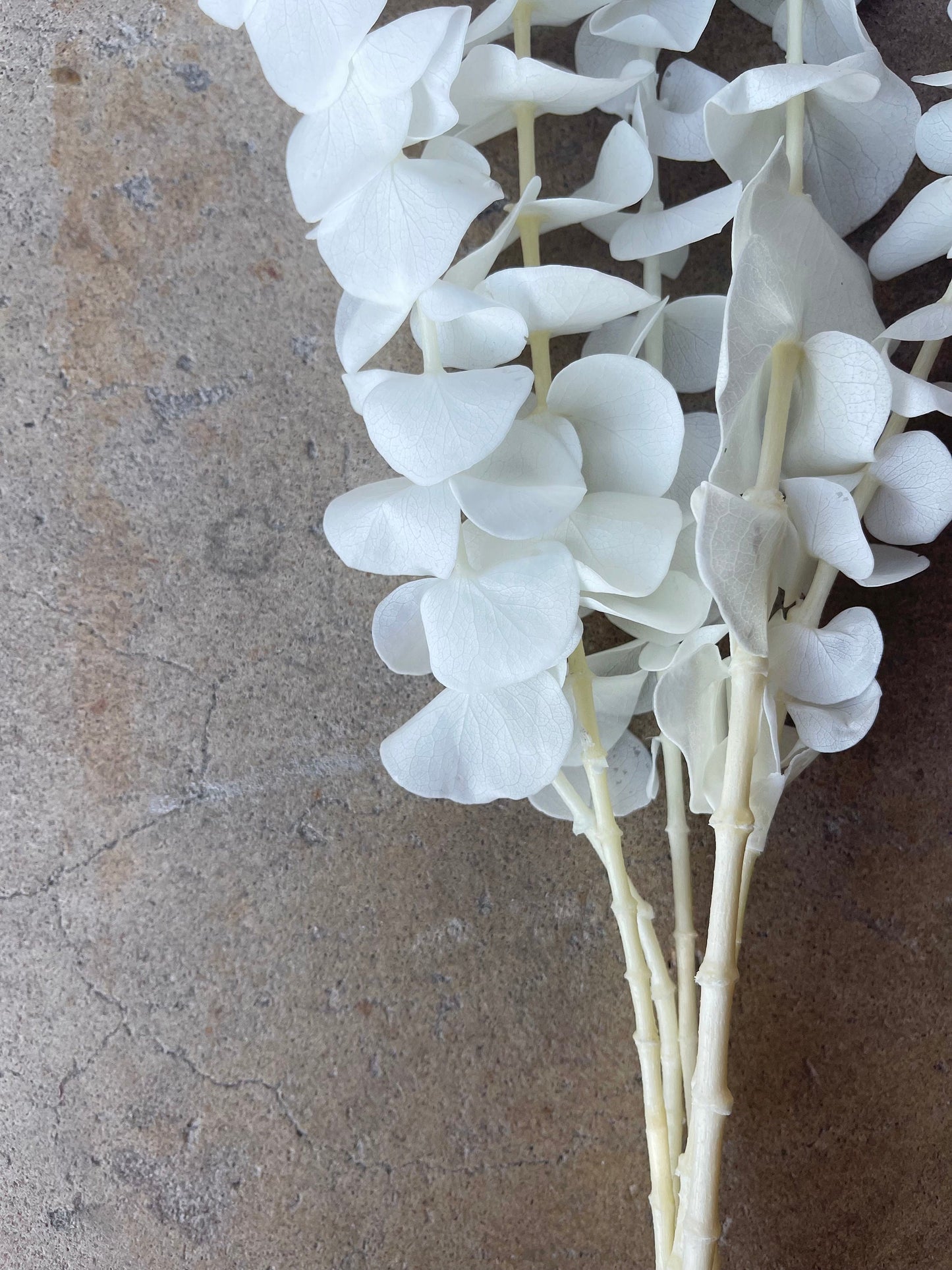 Eucalyptus White/Ivory Preserved
