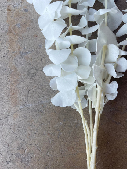 Eucalyptus White/Ivory Preserved