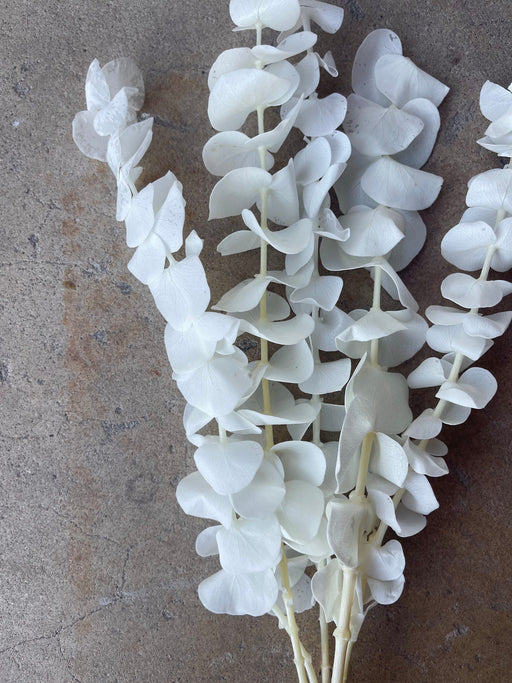 Eucalyptus White/Ivory Preserved - alternate