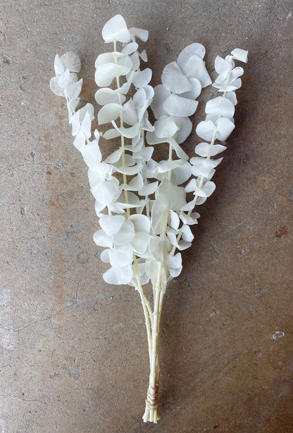Eucalyptus White/Ivory Preserved