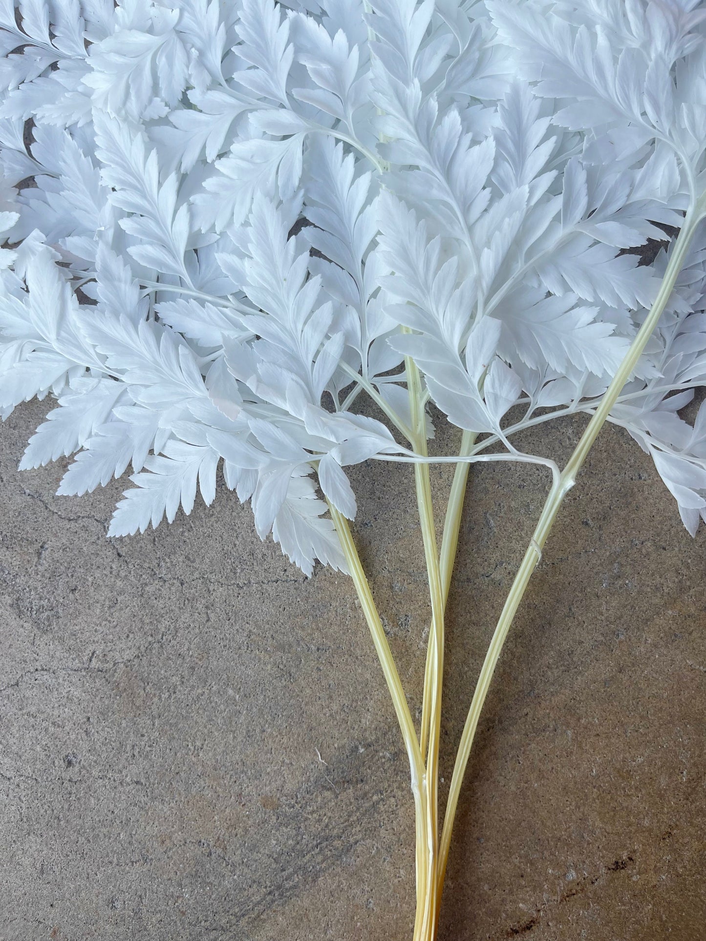 Leather Fern White Preserved