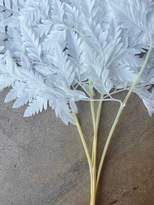 Leather Fern White Preserved - alternate