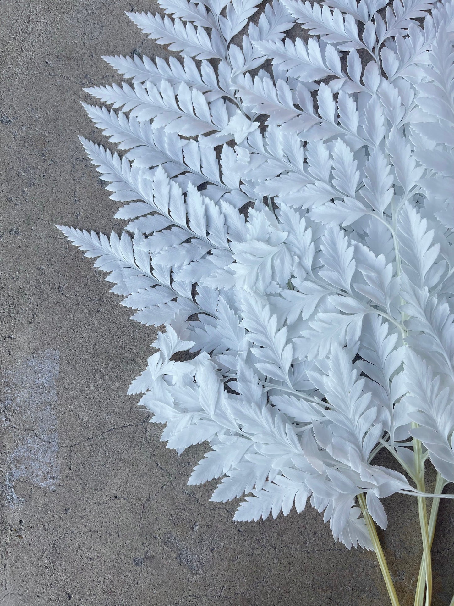 Leather Fern White Preserved