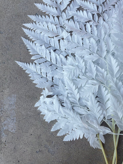 Leather Fern White Preserved