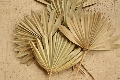 Dried Sun Palm - Natural