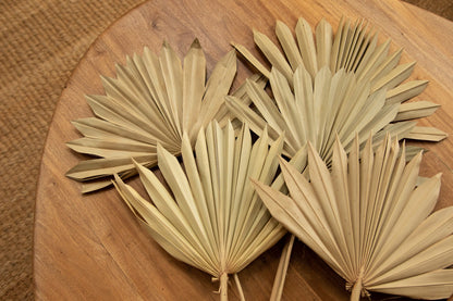 Dried Sun Palm - Natural