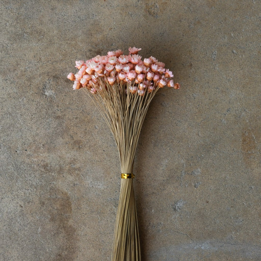 Mini Star Flowers - Pink/White - alternate