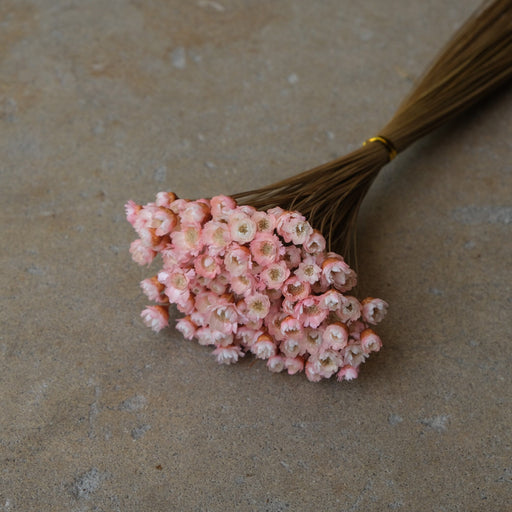 Mini Star Flowers - Pink/White