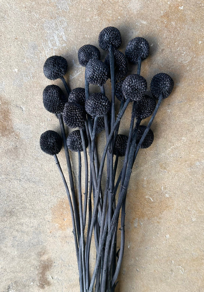 Craspedia - Black/Chalk Black