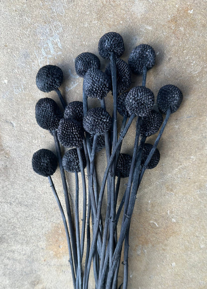 Craspedia - Black/Chalk Black