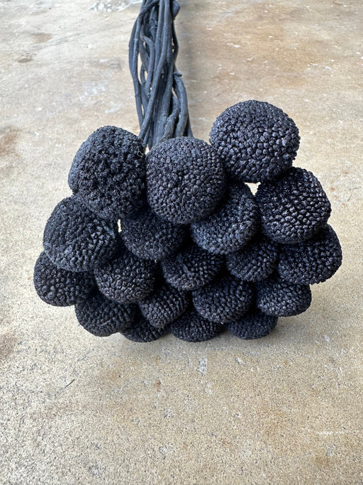 Craspedia - Black/Chalk Black - alternate