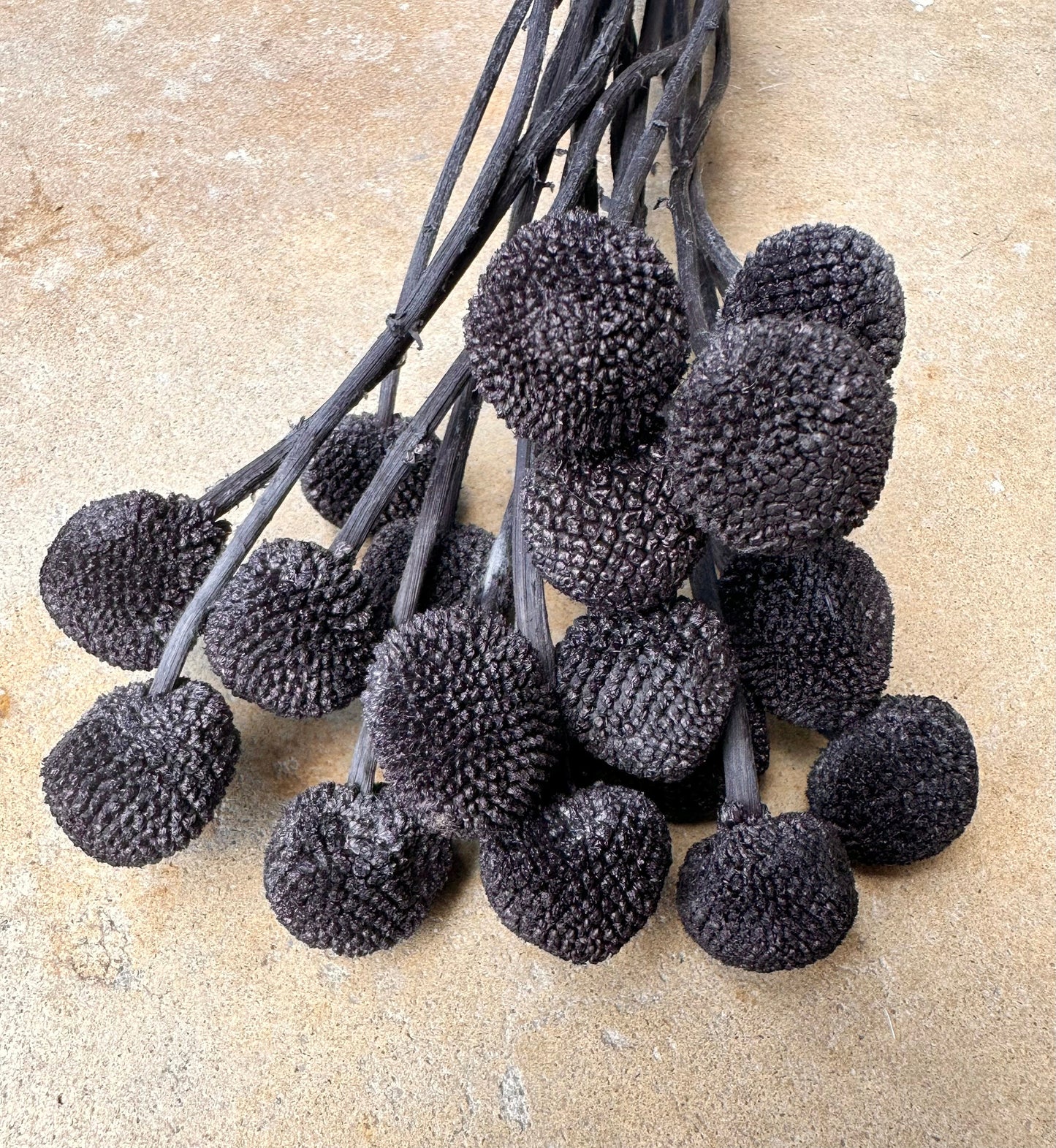 Craspedia - Black/Chalk Black