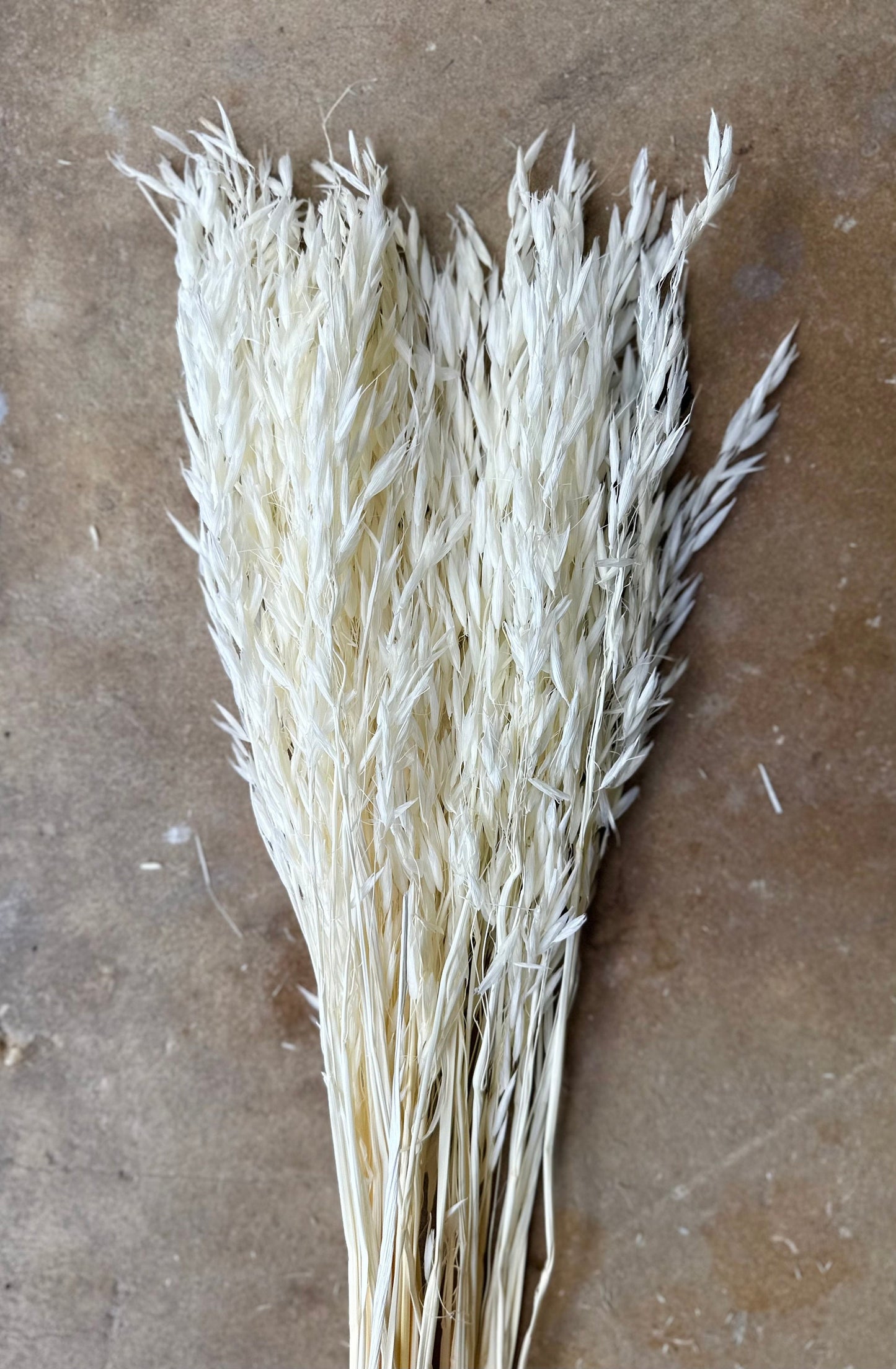 Dried Avena Oat Flower - White