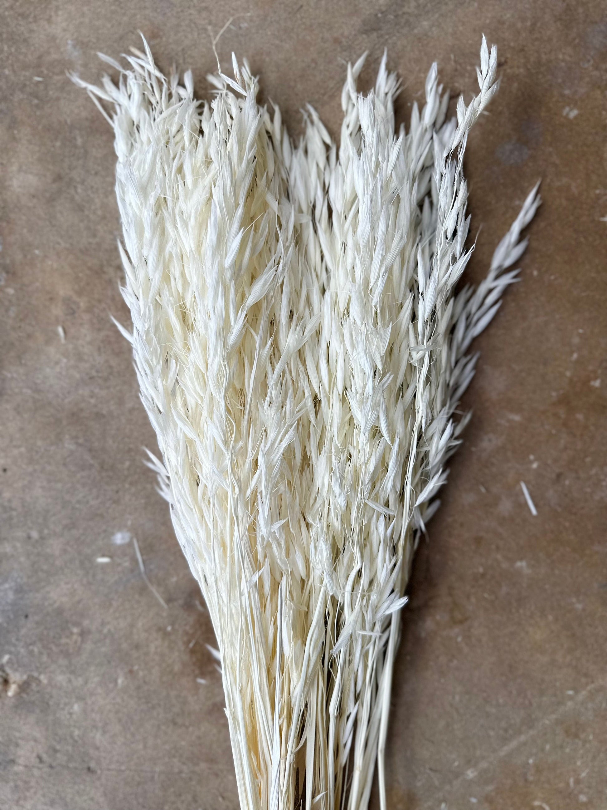 Dried Avena Oat Flower - White