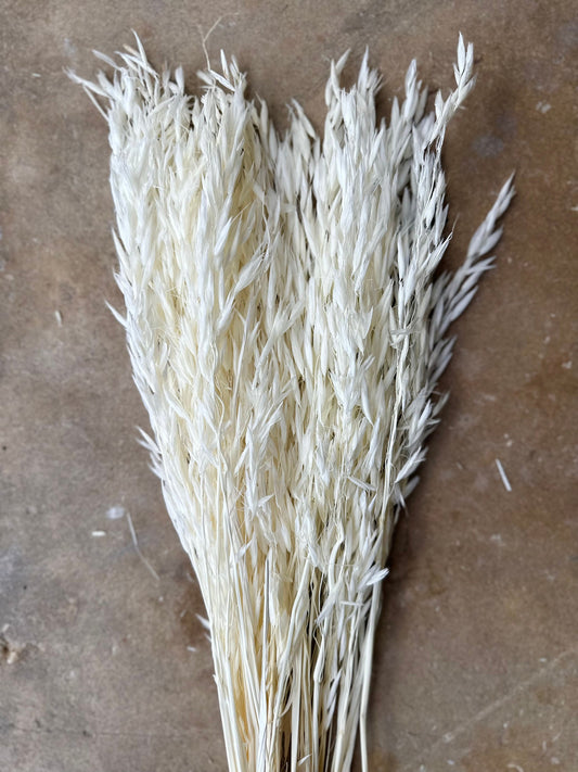 Dried Avena Oat Flower - White