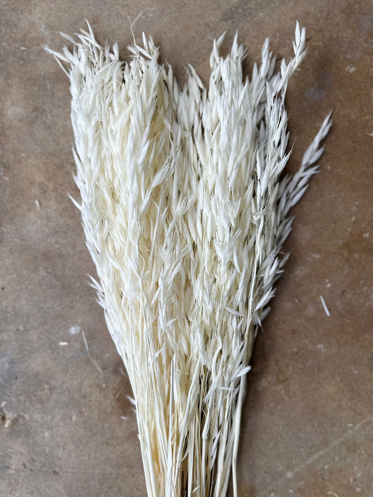Dried Avena Oat Flower - White
