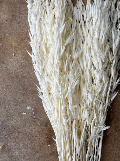 Dried Avena Oat Flower - White