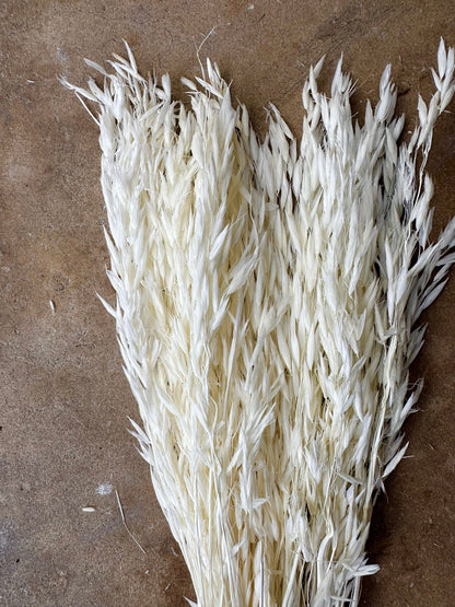 Dried Avena Oat Flower - White