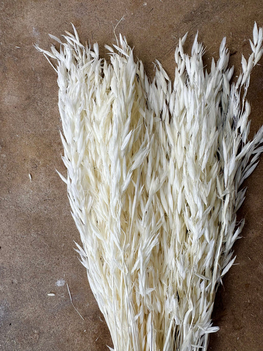 Dried Avena Oat Flower - White - alternate