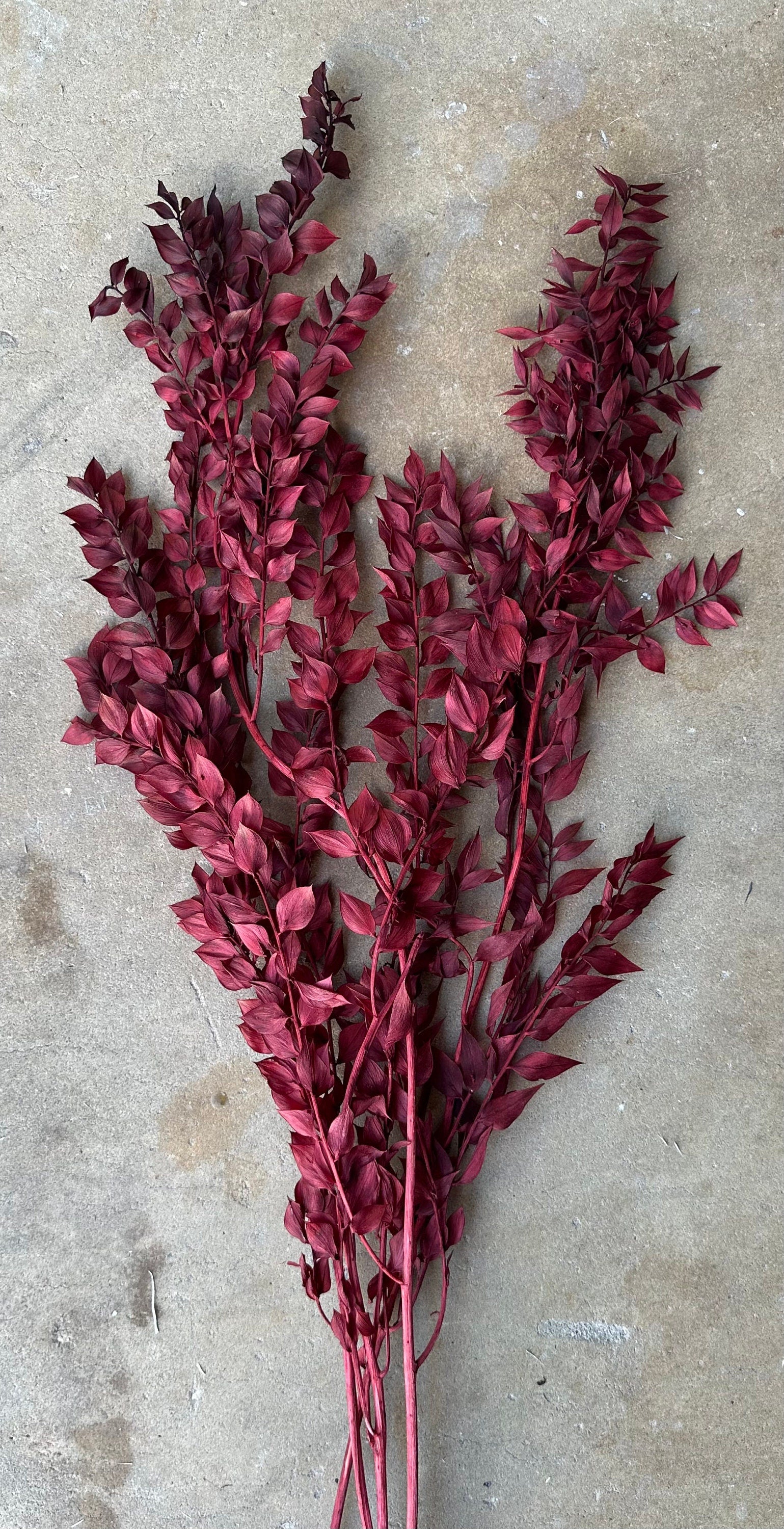 Dried and Preserved Berry Wine Ruscus