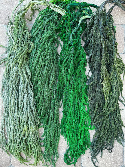 Hanging Amaranthus - Bright Green