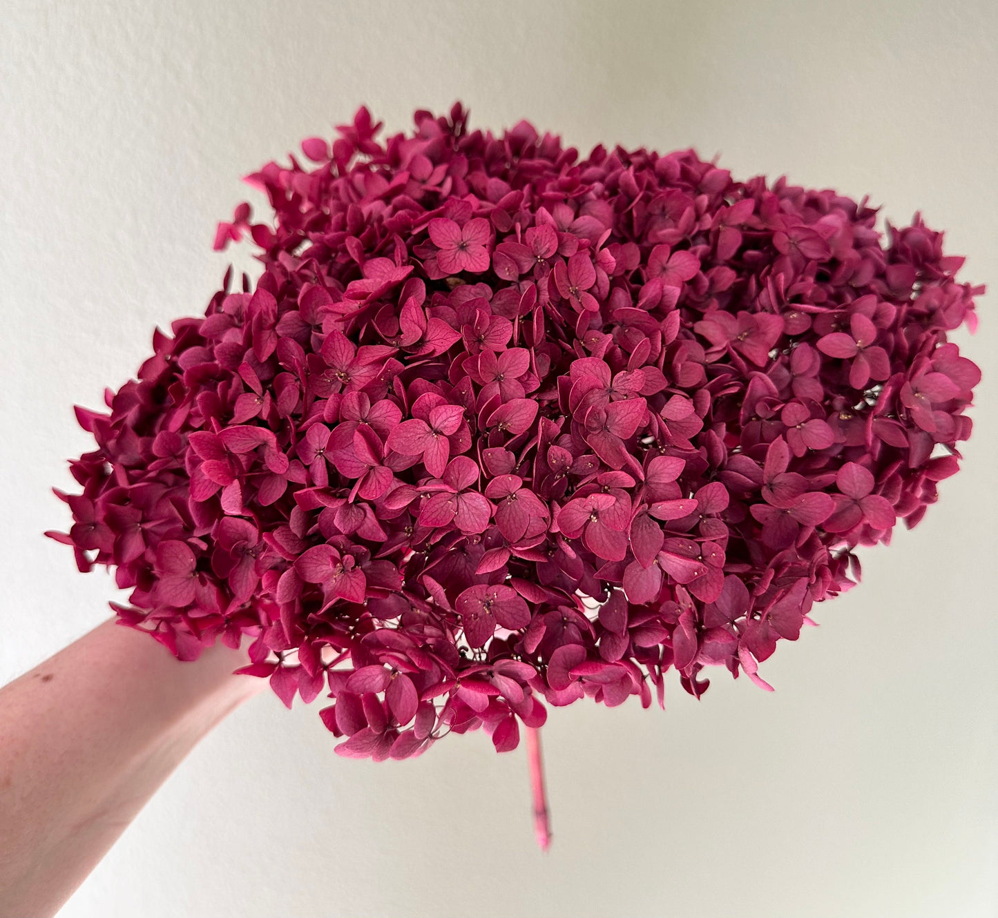 Real Hydrangea Preserved- Large Magenta Berry