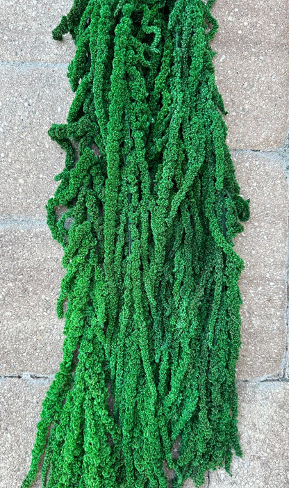Hanging Amaranthus - Bright Green