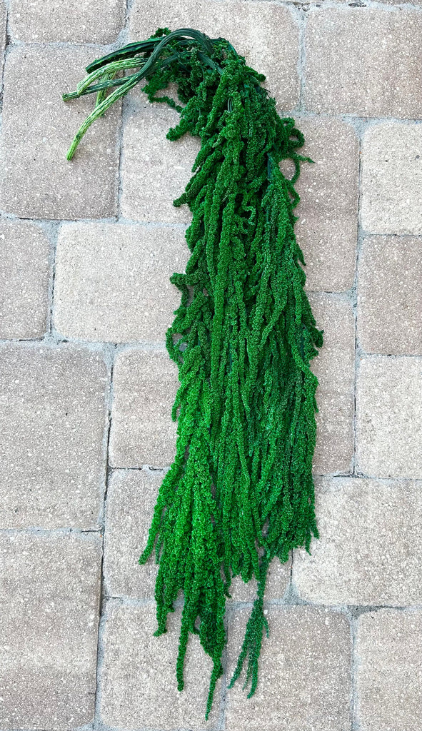 Hanging Amaranthus - Bright Green
