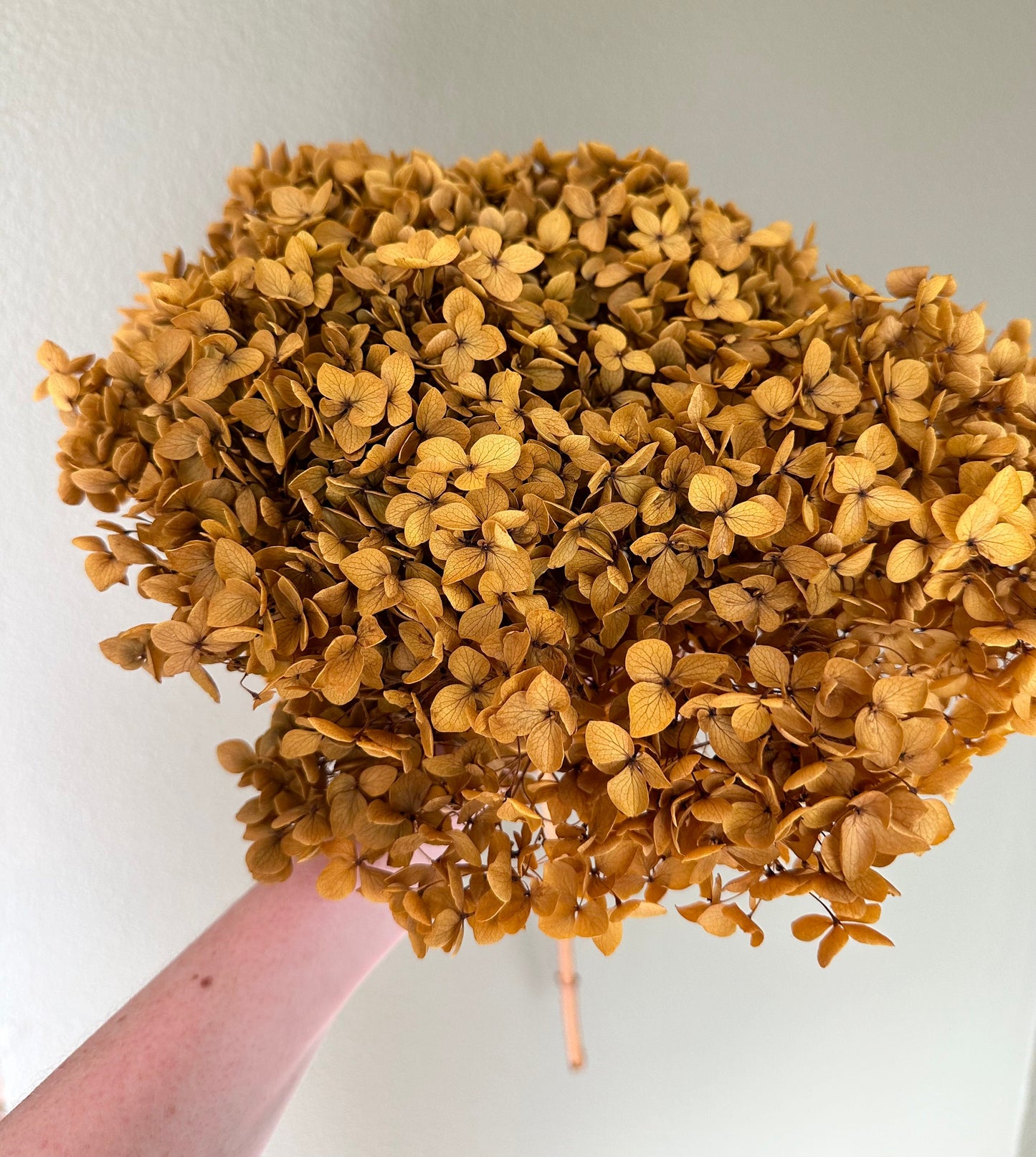 Real Hydrangea Preserved - Large Mustard Gold