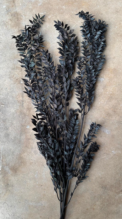 Halloween Ombre Black Ruscus - Dried and Preserved
