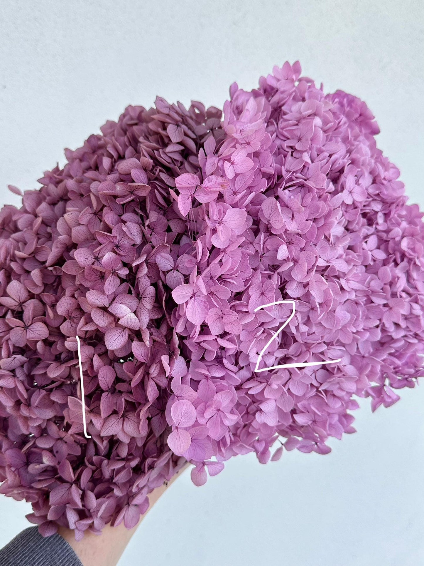 Real Hydrangea Preserved- Large Pink Magenta