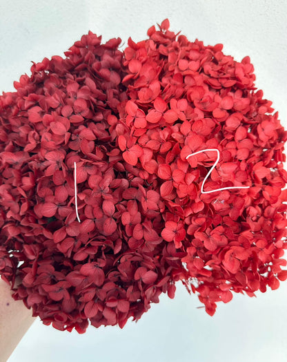 Real Hydrangea Preserved- Large Red