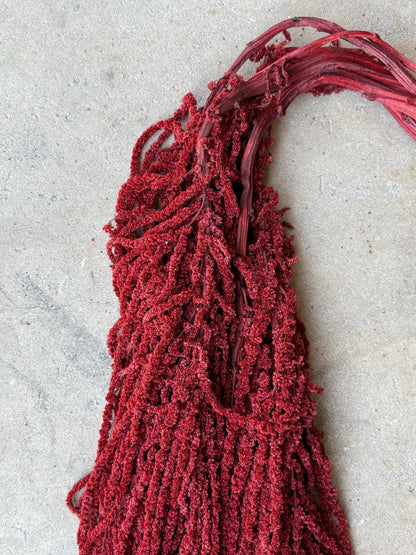 Hanging Amaranthus - Deep Red