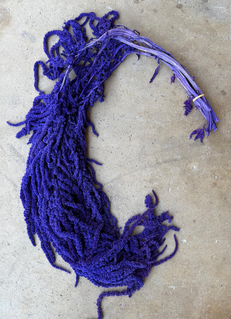 Hanging Amaranthus - Purple Tanzanite