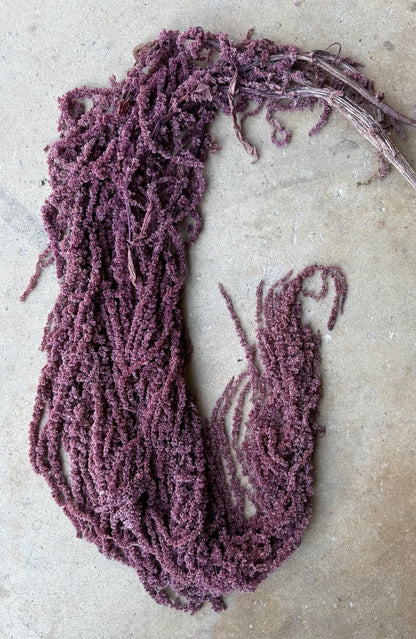 Hanging Amaranthus - Plum