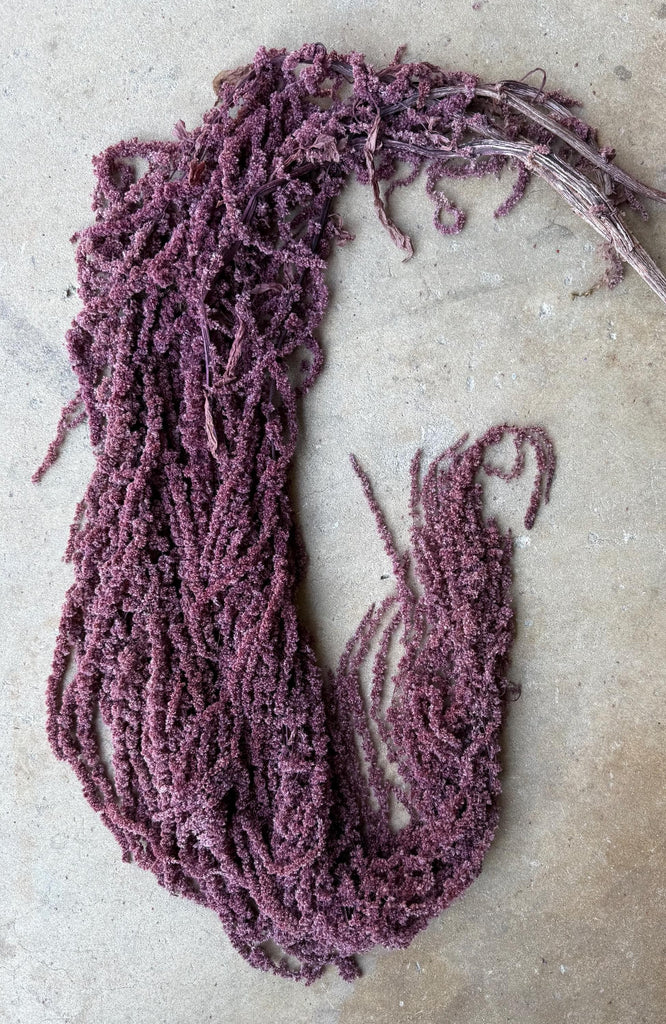 Hanging Amaranthus - Plum