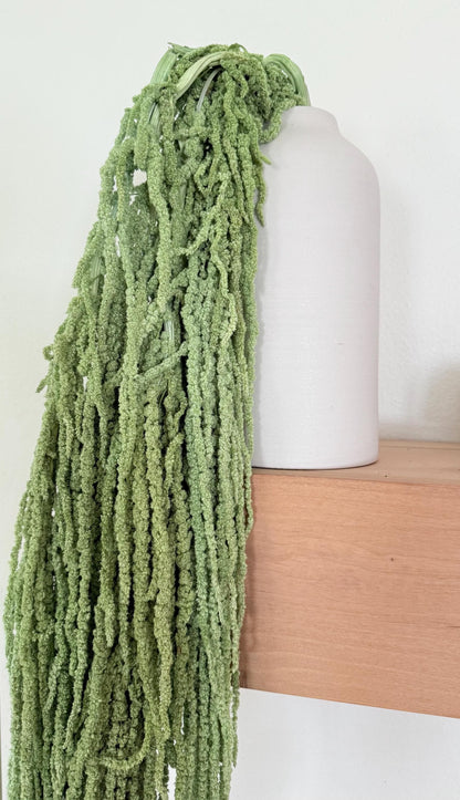 Hanging Amaranthus - Pistachio Green